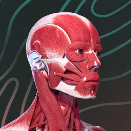 أيقونة Easy Anatomy 3D